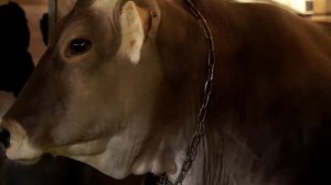 Костромская Порода Коров в Минском