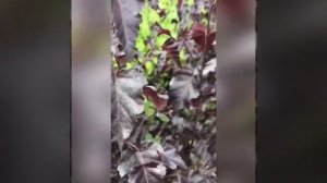 Берёза плакучая Роял Фрост