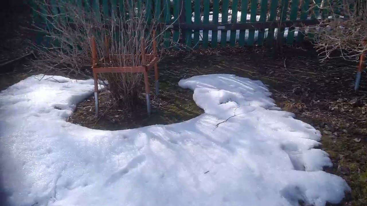 Куры умные, и весна идет.