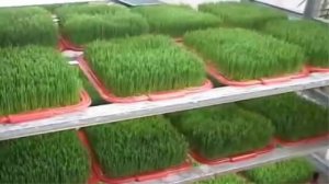 Зеленый коктейль из пророщенной пшеницы