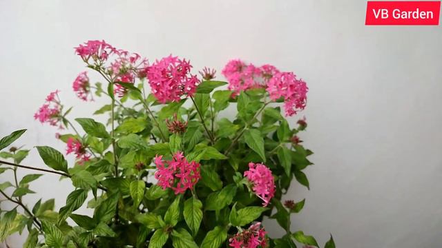 पूरा साल फूल देने वाला पौधा | Pentas plant | पत्तों से ज़यादा फूल देने वाला पौधा смотреть онлайн