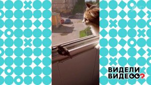 Спасение воробья. Видели видео? Фрагмент новогоднего выпуска от 03.01.2023