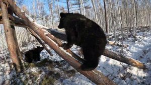 Сегодня Буржуй проиграл сестрёнке.
