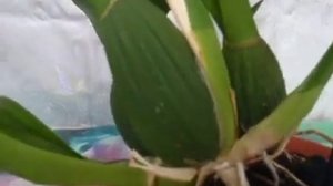 Онцидиум --уход, полив