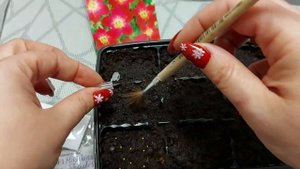 Камнеломка из семян.