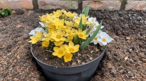 ЛУКОВИЧНЫЕ ВЕСНОЙ//многослойная посадка в контейнеры