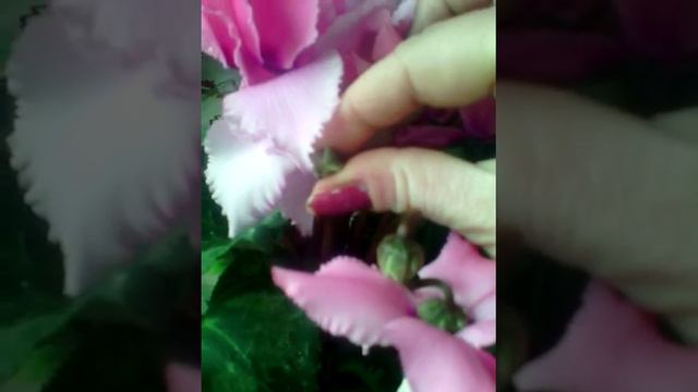 Я только учись ,как рожмножать цыкломен ,мне только в этом году его подарили, буду ждать . смотреть онлайн