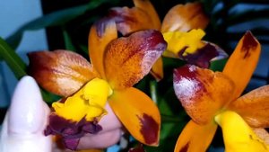 Cattlianthe Varut Startrack. Цветение в марте 2021 года.