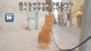 It's like Hachiko, the faithful dog of Italy! !! A cute Akita dog waiting for mom❤️