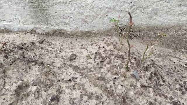 Комнатные розы зимуют на улице. Продолжение эксперимента!
