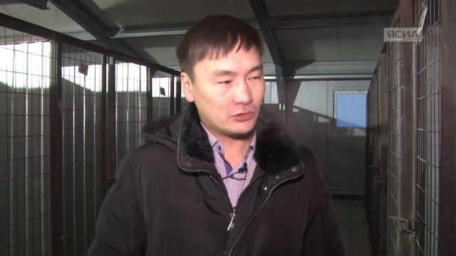 В Якутске открывается первый питомник для бродячих животных смотреть онлайн