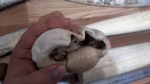 изделия из кости :Клык моржа Бакулюм Зуб кашалота. Уэлен. Быт чукчей.