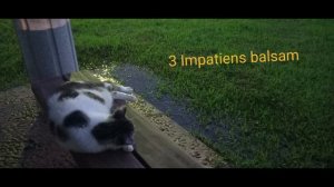 basil - Impatiens balsam 3  【MusicVideo】【高音質】