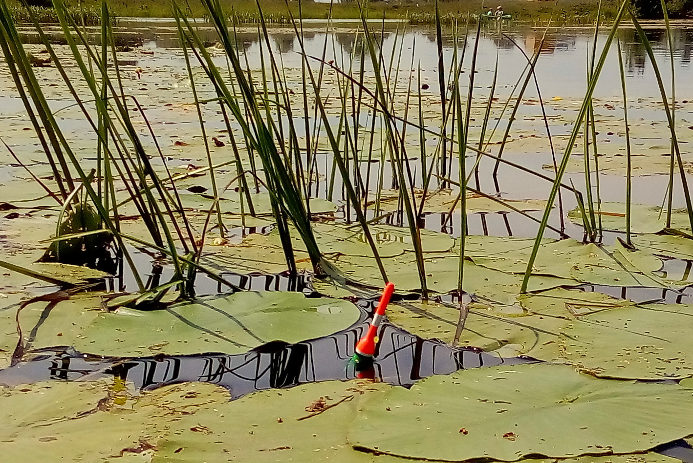 ЧУТЬ НЕ ПРОСПАЛ ! Дикий карась утаскивает ПОПЛАВОК в кувшинки ! смотреть онлайн