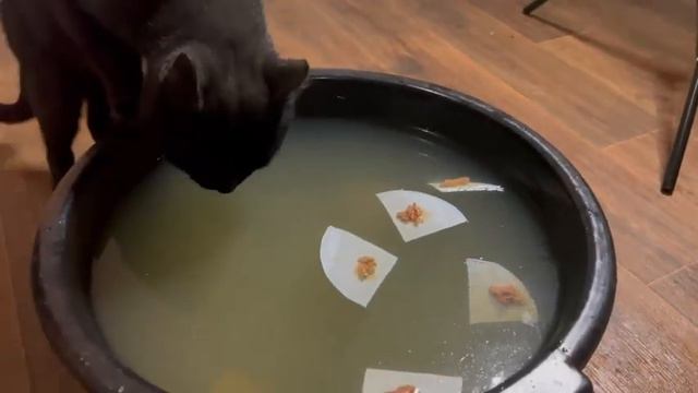 24 ЧАСА ЧЕЛЛЕНДЖ КОТЫ СТАЛИ РЫБАКАМИ / коты с озвучкой смешные.