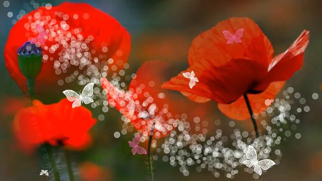 Маковая полянка . Футаж смотреть онлайн