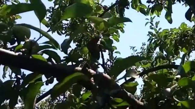 Короткий огляд яблуні "Граф Еззо"/ A short overview of the "Graf Ezzo" apple смотреть онлайн