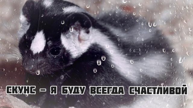 Скунс - Я Буду Всегда Счастливой|Шоу "Маска-4"|[5-Выпуск?] смотреть онлайн