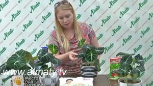 Алаказия
