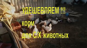 Самый дешевый корм для гусей, уток, свиней, индюков.