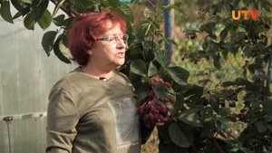 Как подготовить ремонтантную малину к зиме?