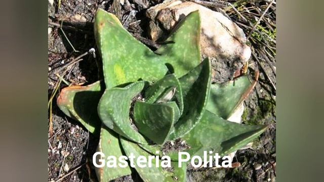 38 Gasteria Varieties смотреть онлайн