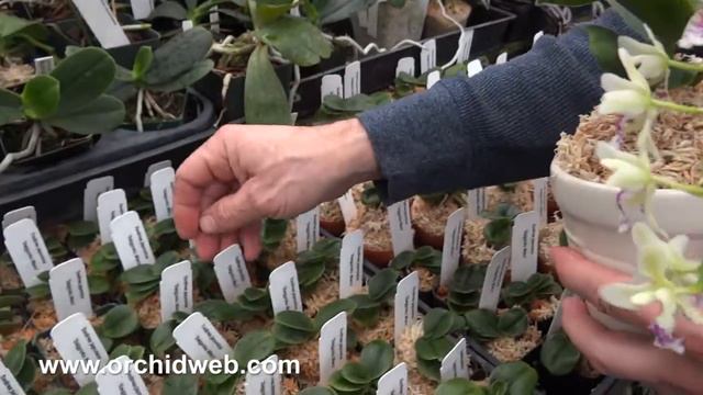 OrchidWeb - Sedirea japonica смотреть онлайн