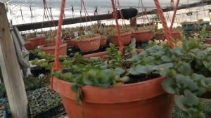 Вербейник монетчатый способы размножения.