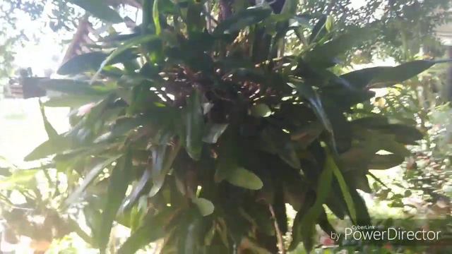 Spotlight Saturdays#9... Big Mama (Lc schilleriana) giant heirloom specimen cattleya. смотреть онлайн