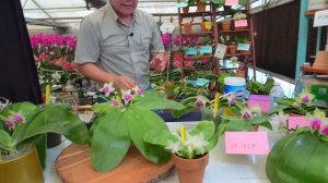 Norman Fang Live! Episode 71 - Phalaenopsis bellina, the Jewel of Malaysia