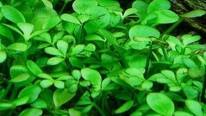 МАРСИЛИЯ. СОДЕРЖАНИЕ И РАЗВЕДЕНИЕ В АКВАРИУМЕ