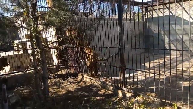 Зоопарк в Васильевке 28.04.2018 смотреть онлайн