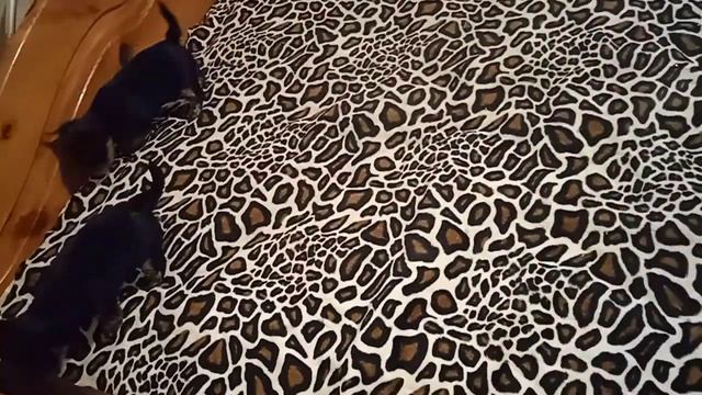 Йорки они как дети . смотреть онлайн