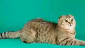 Угадай породу кошек.А знаешь ли ты страну их происхождения?Проверим