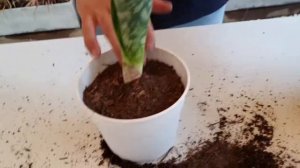 REPRODUCCIÓN SANSEVIERIA VICTORIA / MASONIANA