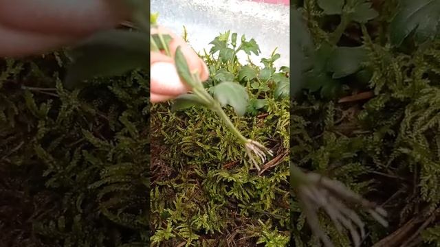Укоренение черенков во мхе.