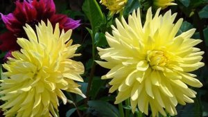 ГЕОРГИНЫ   цветы лета и осени  ГЕОРГИНЫ   КРАСАВЦЫ!