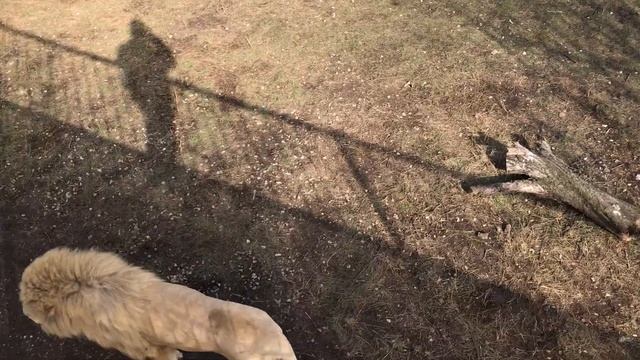 Страсти улеглись - дружба осталась! Passions subsided - friendship remains! The life of the lions смотреть онлайн