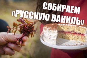 Собираем "русскую ваниль" и готовим с ней