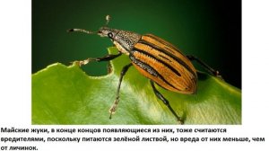 Почему майские жуки летают не каждый год?