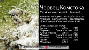 Червец Комстока (Pseudococcus comstocki (Kuwana))