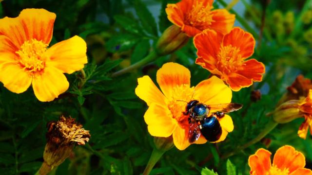 The "Ultra Rare Metallic Blue Bee" by Jeffery A. Krueger смотреть онлайн
