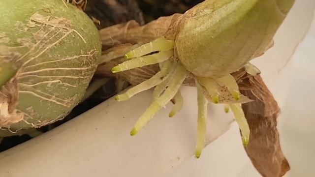 Самые неожиданные цветоносы ... Сломала цветонос, что делать?))) смотреть онлайн