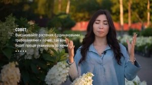 ?МЕТЕЛЬЧАТАЯ ГОРТЕНЗИЯ: малоизвестные секреты пышного цветения