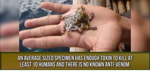 Australian deadly animals listening practice ESL for intermediate level смотреть онлайн