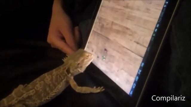 Животные против техники смотреть онлайн