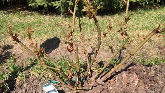 РОЗЫ ВЫРАЩИВАНИЕ И УХОД, ПОДКОРМКА РОЗ ОСМОКОТОМ.
