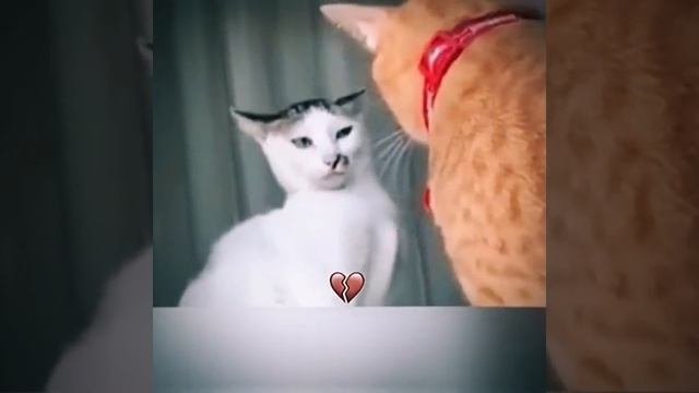СМОТРИ И СМЕЙСЯ