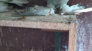 Бойные голуби. Голуби Северного Кавказа. 11.06.21. Грузия. Тбилиси