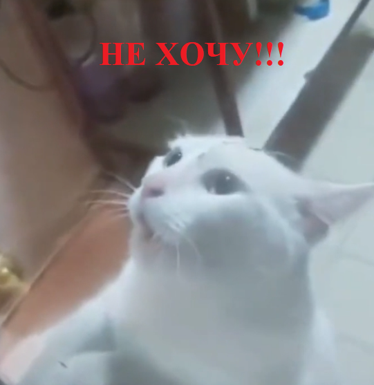 Свободу котам!